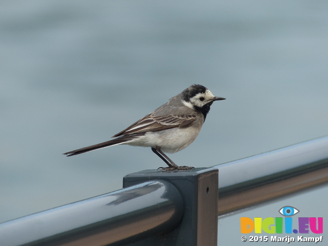 FZ017665 Pied Wagtail (Motacilla alba)